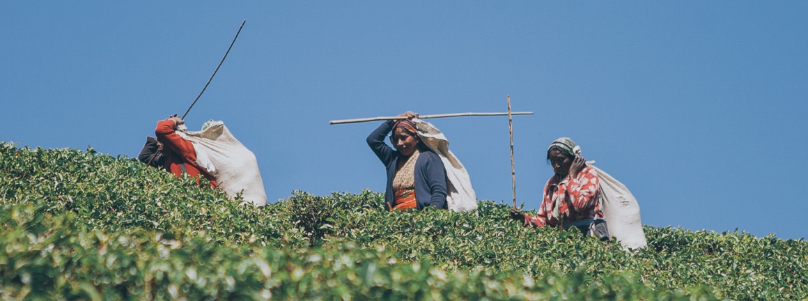 Three woman farmers working the fields.